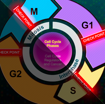 cellcycle